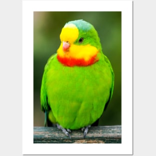 Superb Parrot Posters and Art